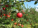りんご 5kg(10月発送)の特産品画像