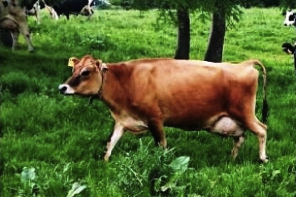 ジャージー牛の特産品画像
