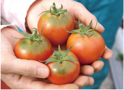 オホーツク塩トマトの特産品画像