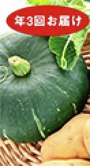 旬の野菜　年3回お届け（ｱｽﾊﾟﾗｶﾞｽ・高糖度ﾄﾏﾄ・ｶﾎﾞﾁｬなど）の特産品画像
