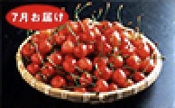 旬の果物セット（ｻｸﾗﾝﾎﾞ、ﾌﾞﾄﾞｳ､ﾒﾛﾝ､ﾌﾟﾙｰﾝ）　年4回お届けの特産品画像