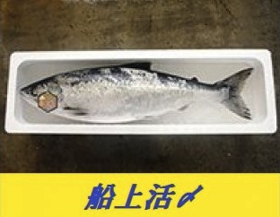 船上活〆　トキシラズ(時鮭)　約3kgの特産品画像