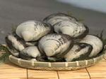 三沢産ほっき貝の特産品画像