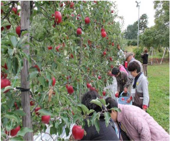 一枝オーナー収穫体験ツアー(りんご)の特産品画像