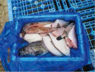 季節の鮮魚セットの特産品画像
