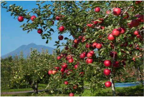 りんごの木の1年オーナーの特産品画像