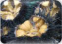 旬の海産物のセット　Aセット(とら勢)の特産品画像