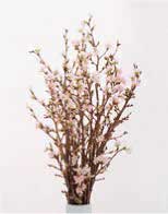 啓翁桜の特産品画像