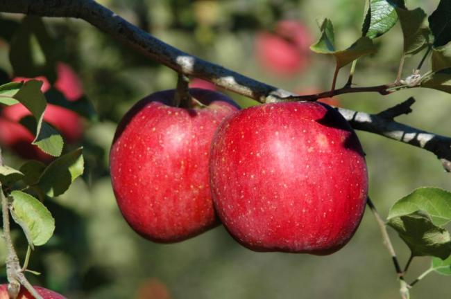特秀りんご（品種ふじ）6個の特産品画像