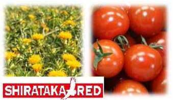 SHIRATAKA REDセットの特産品画像