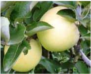 りんご(シナノゴールド）の特産品画像