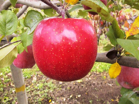 りんごの特産品画像