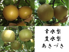 梨のフルコースの特産品画像