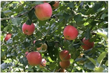 りんご5kg・りんごジュース2本セットの特産品画像