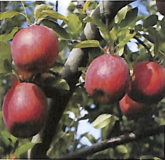 益子町産 葉とらずりんご3kgの特産品画像