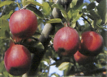 益子町産 葉とらずりんご10kgの特産品画像
