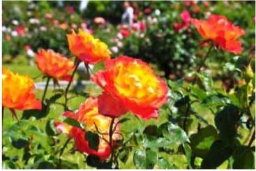 前橋市オリジナル品種のバラ　「赤城の輝き」の苗の特産品画像