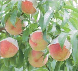JAたかさき　桃生産部会の桃の特産品画像
