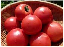尾瀬の郷片品産トマト　1箱の特産品画像