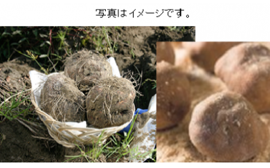 昭和の里　大和芋（つくね芋）セットの特産品画像
