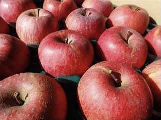 エコファーマーのりんご「サンふじ」10キロの特産品画像