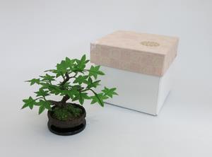 盆栽小鉢　モミジの特産品画像