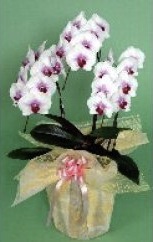 胡蝶蘭の特産品画像