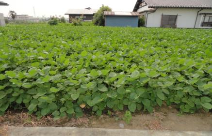 6．枝豆収穫体験の特産品画像