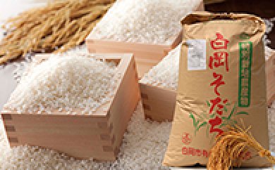 【減農薬・減化学肥料】特別栽培米　白岡産コシヒカリ10kgの特産品画像