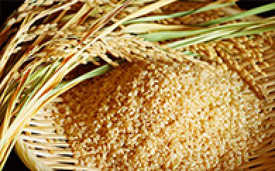 【減農薬・減化学肥料】特別栽培米 彩のかがやき　玄米12kgの特産品画像
