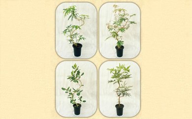 プロが選ぶ観葉植物～曲りシリーズ～ 8号鉢の特産品画像