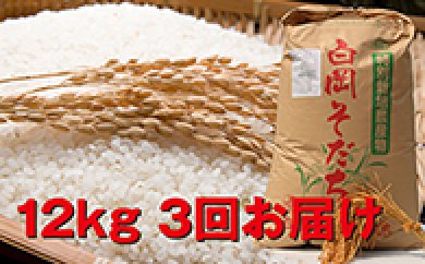 特別栽培米 白岡産彩のかがやき(36kg) 3回お届け 頒布会の特産品画像