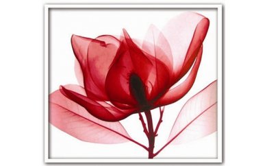 X線 フォトSteven N. Meyers Red Magnolia(レッド マグノリア)の特産品画像