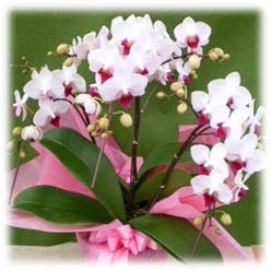 やない洋蘭園のミディ胡蝶蘭の特産品画像