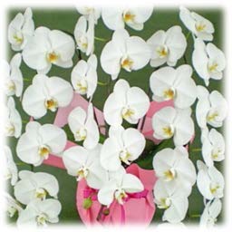 やない洋蘭園の白大輪胡蝶蘭の特産品画像
