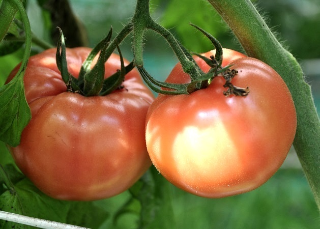 白子産トマト8kgの特産品画像