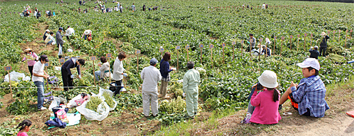 枝豆オーナー券(収穫体験)の特産品画像