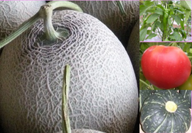 三浦メロンと夏野菜の詰め合わせの特産品画像