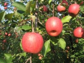 旬のりんご Aセットの特産品画像
