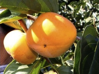 ふく福柿（約10個）の特産品画像