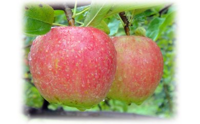 となみ野りんご（りんご6個、ジュース1本）の特産品画像