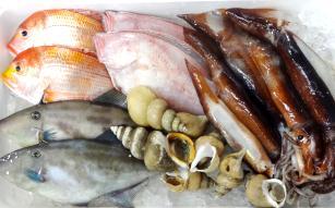 石川県漁業協同組合内灘支所海の幸詰め合わせバラエティーセットの特産品画像