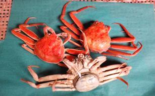 石川県漁業協同組合内灘支所香箱蟹（ボイル）３杯の特産品画像