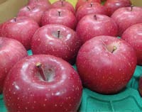 【諏訪野菜ブランディングプロジェクト】完熟ふじりんごの特産品画像