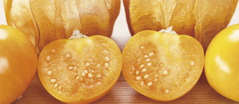 フルーツほおずき「蓼科ボンボン」(食用ほおずき)の特産品画像