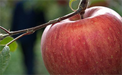 サンフジりんご　小玉サイズ　5ｋｇの特産品画像