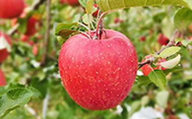 中島農園りんご（サンふじ）5kgの特産品画像