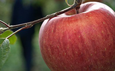 サンふじりんご　５ｋｇの特産品画像