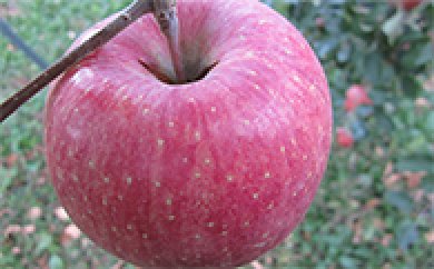 サンフジりんご　ツル割れ　10ｋｇの特産品画像