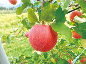 ふじリンゴ（１０ｋｇ）の特産品画像